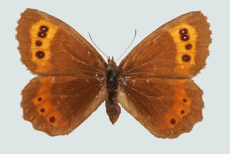 Erebia ligea, Weibchen, NÖ, Mödling, © Foto M. Lödl