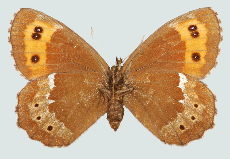 Erebia ligea, Weibchen, NÖ, Mödling, Unterseite, © Foto M. Lödl