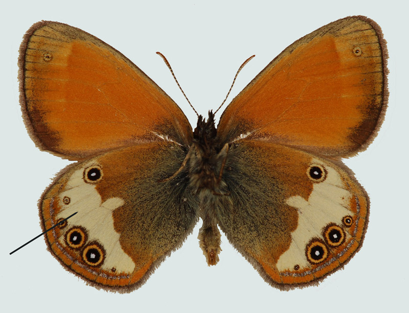 Coenonympha arcania, Wien Umgebung, © Foto M. Lödl