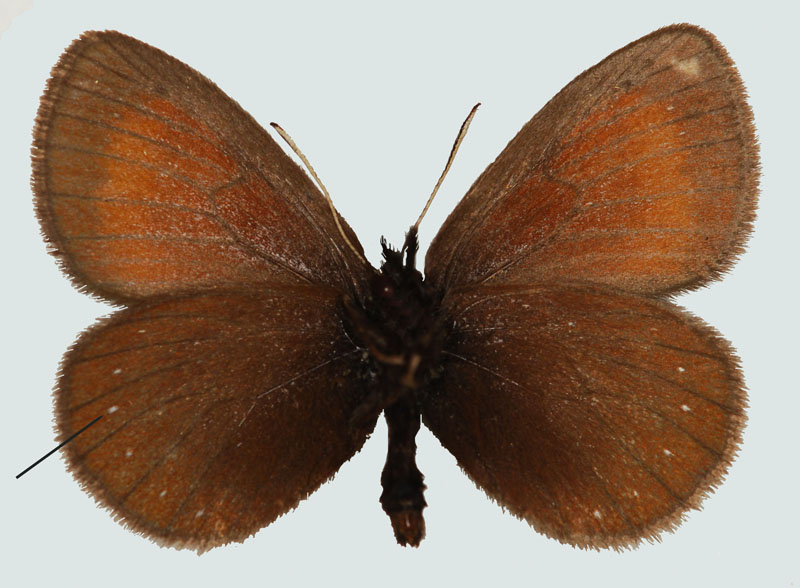 Erebia claudina, S, Katschberg Region, © Foto M. Lödl