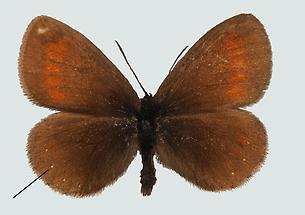 Weißpunktierter Mohrenfalter (Erebia claudina) 