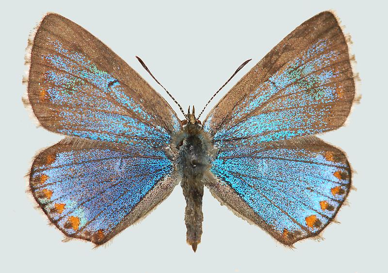Himmelblauer Bläuling, Weibchen, Oberseite