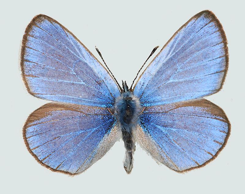 Himmelblauer Steinkleebläuling, Männchen, Oberseite