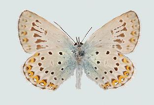 Lycaeides argyrognomon Männchen