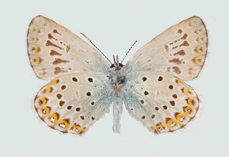 Lycaeides argyrognomon, Männchen, Unterseite