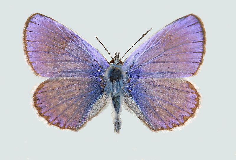 Lycaeides argyrognomon, Männchen, Oberseite