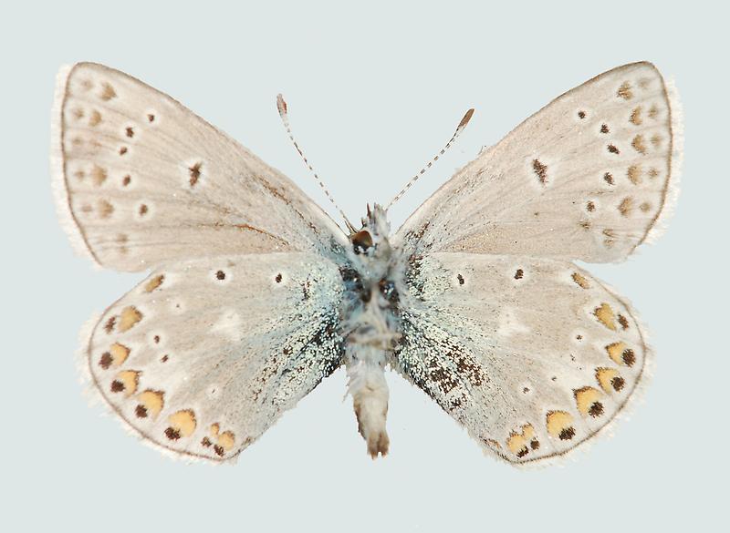 Polyommatus eros, Männchen, Unterseite