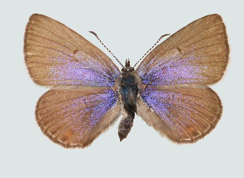 Violetter Silberfleckbläuling, Weibchen
