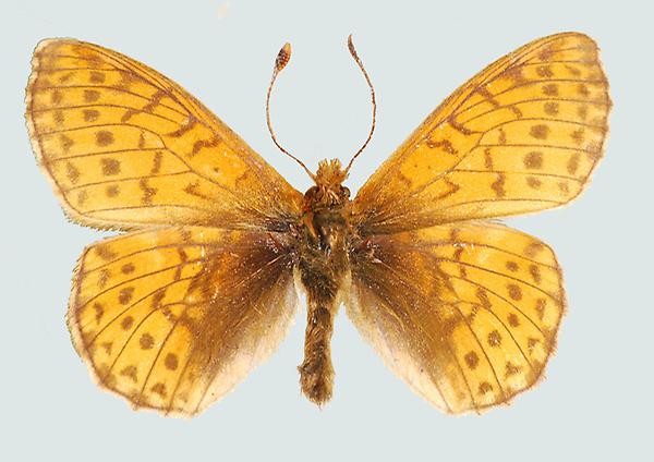 Boloria napaea, Tauernregion, Salzburg, © Foto M. Lödl