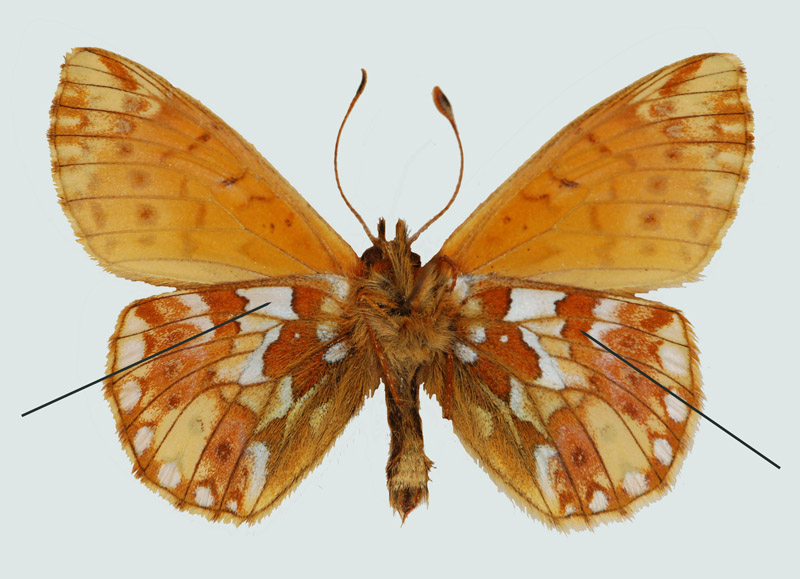 Boloria napaea, Tauernregion, Salzburg, Unterseite, © Foto M. Lödl