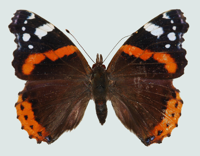 Vanessa atalanta, NÖ, Irenental, © Foto M. Lödl