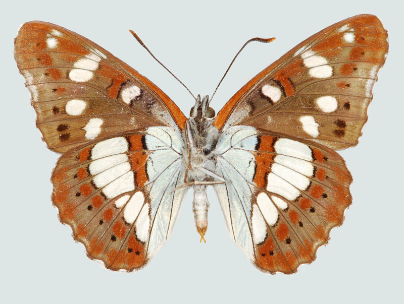 Limenitis reducta,Unterseite, NÖ, Mannersdorf, © Foto M. Lödl