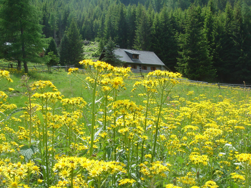 Steiermark, Sölker Paß, Flugplatz Brenthis daphne, © Foto M. Lödl