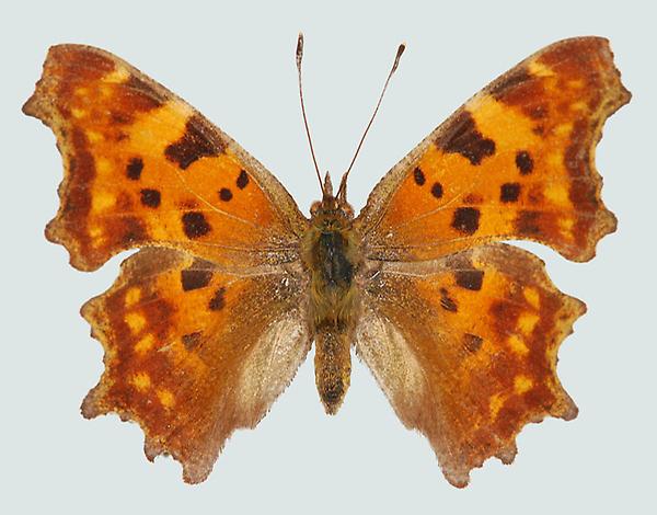 Polygonia c-album, Kärnten, Pörtschach, © Foto M. Lödl