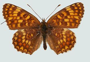 Flockenblumenscheckenfalter (Melitaea phoebe)