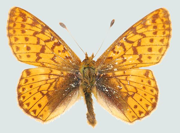 Boloria pales, Nordtirol, Zillertaler Alpen, © Foto M. Lödl