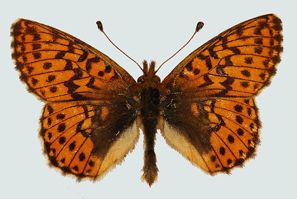 Boloria aquilonaris, Karwendel, © Foto M. Lödl