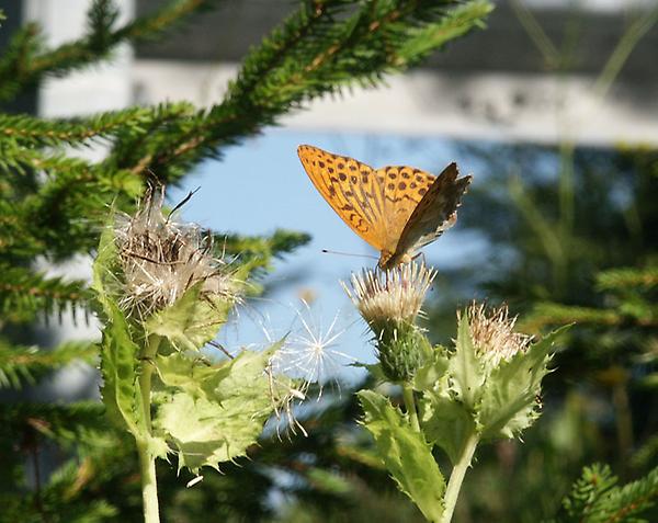 Argynnis paphia, Naßfeld, Bodensee, © Foto M. Lödl