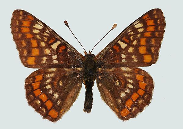 Hypodryas maturna, NÖ, Rohrwald, © Foto M. Lödl