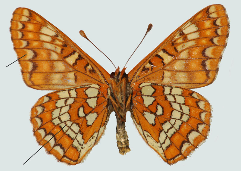 Hypodryas maturna, NÖ, Rohrwald, Unterseite, © Foto M. Lödl