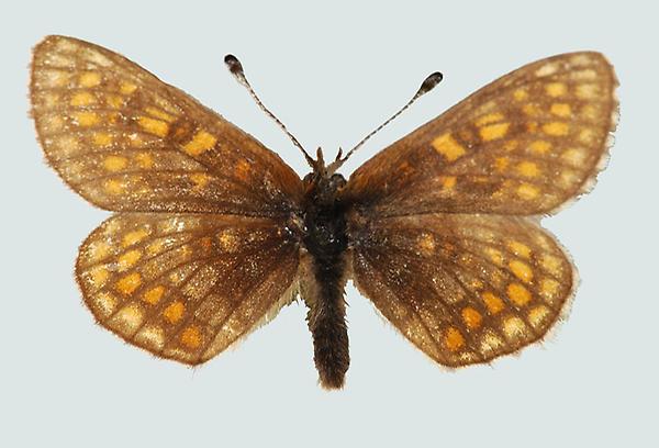 Mellicta asteria, Osttirol, Kalsertal, © Foto M. Lödl