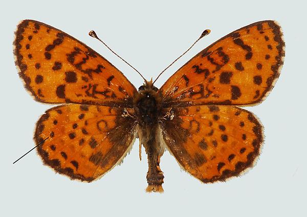 Melitaea didyma, NÖ, Schneeberg, © Foto M. Lödl