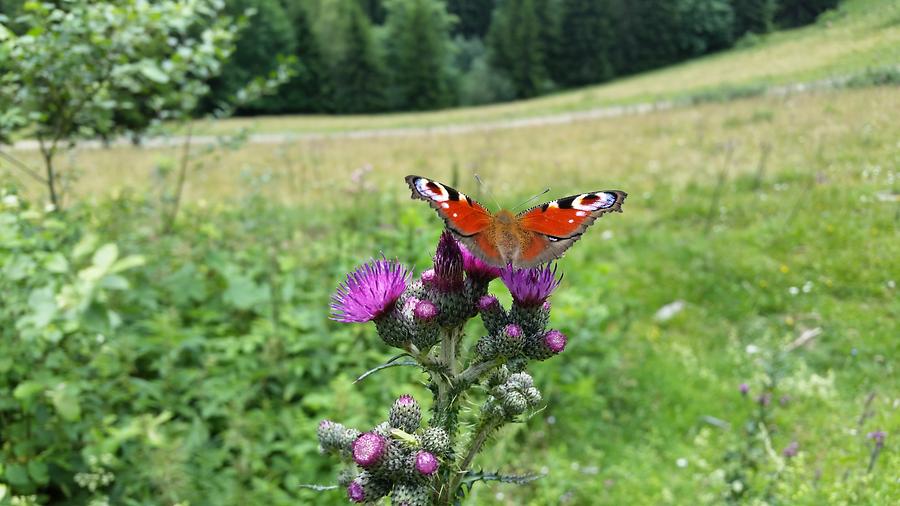 Tagpfauenauge auf Sumpf-Distel