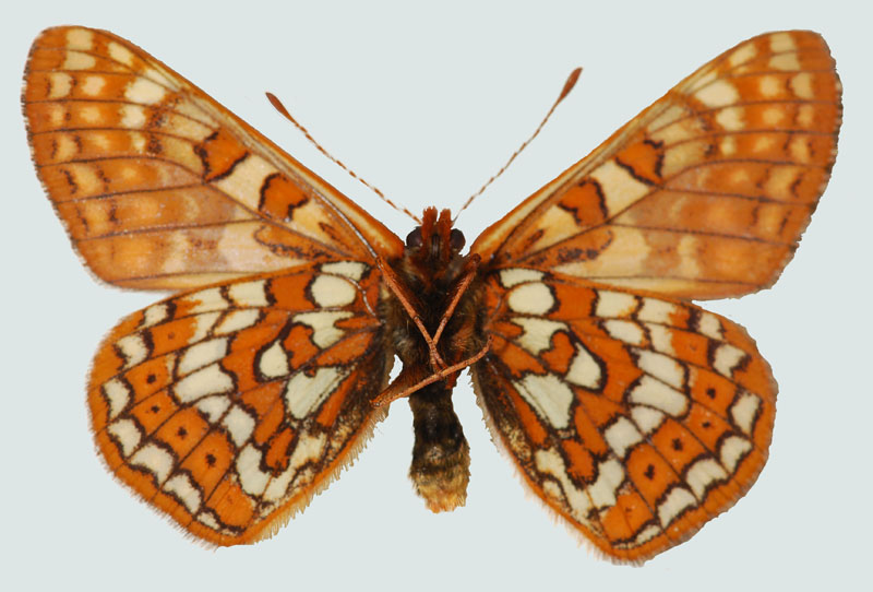 Hypodryas cynthia, NT, Karwendelgebirge, Unterseite, © Foto M. Lödl