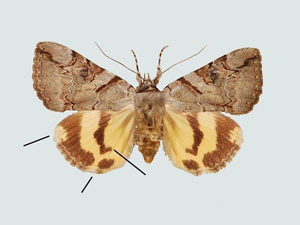 Catocala hymenaea