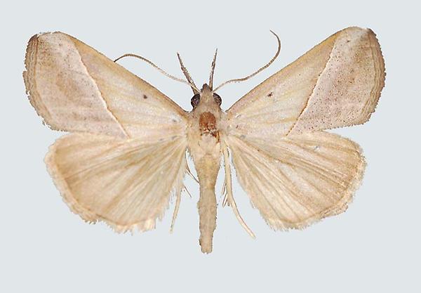 Hypena lividalis