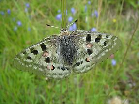 Apollo (Parnassius apollo brittingeri)