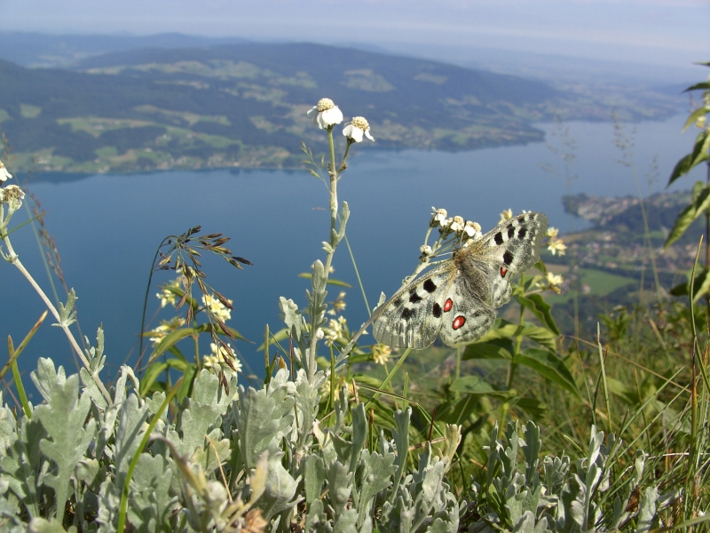 Seltener Falter in den Alpen, im Hintergrund der Attersee, © Danninger