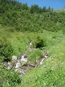 Flugplatz des Apollofalters in Pfunds, Tirol