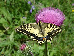 Schwalbenschwanz (Papilio machaon)