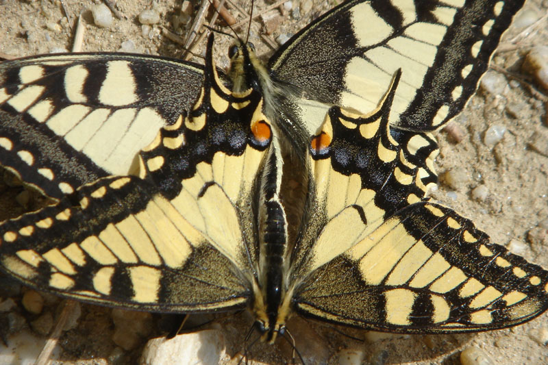 Papilio machaon, Oberweiden, © Foto M.Lödl