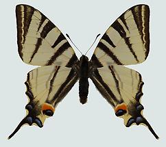 Segelfalter (Iphiclides podalirius)