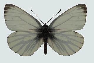 Bergweißling (Pieris bryoniae) 