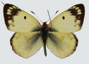 Goldene Acht (Colias hyale)