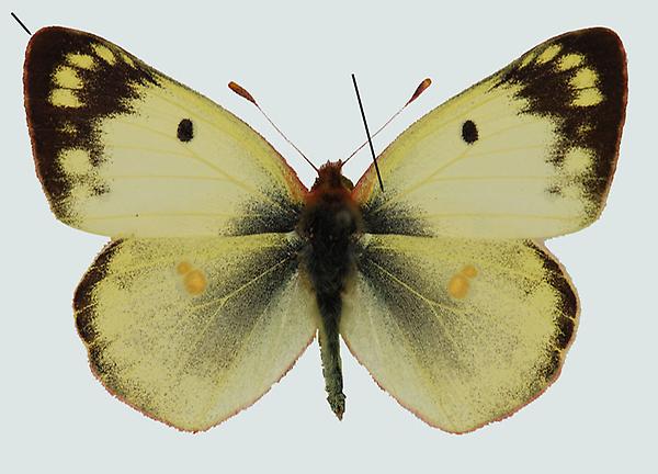 Colias hyale, Männchen, Hartberg, ST, © Foto M. Lödl