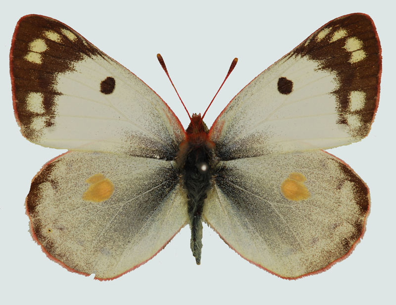 Colias hyale, Weibchen, Wien, © Foto M. Lödl