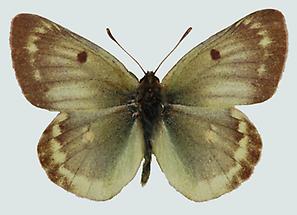 Grünlicher Heufalter (Colias phicomone)