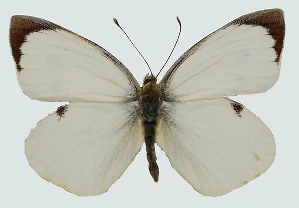 Pieris brassicae, Männchen, Krakaudorf, ST, © Foto M. Lödl