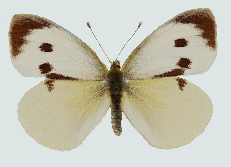 Pieris brassicae, Weibchen, Krakaudorf, ST, © Foto M. Lödl