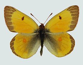 Hellorangegrüner Heufalter (Colias chrysotheme)