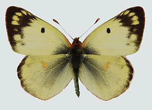 Hufeisenklee-Gelbling (Colias alfacariensis)