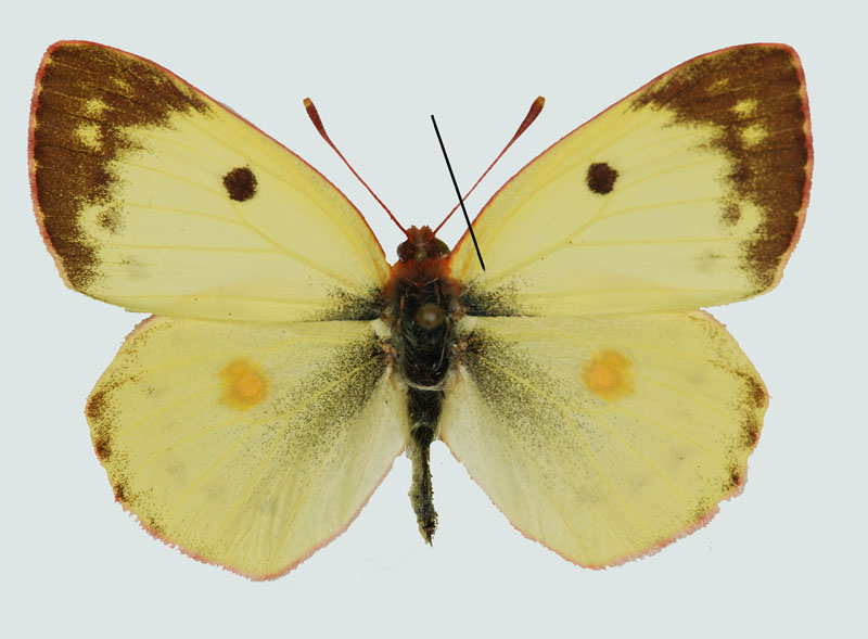 Colias alfacariensis, Männchen, Wien, © Foto M. Lödl