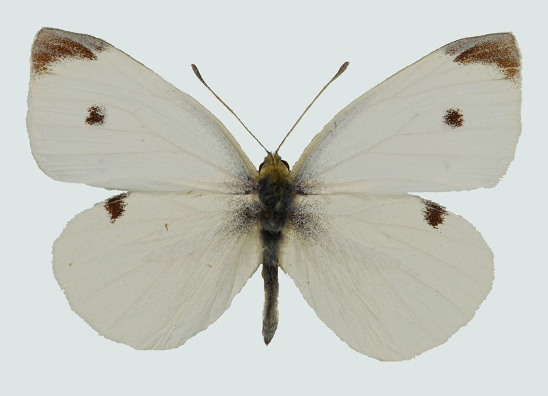 Pieris rapae, Weibchen, Wien, © Foto M. Lödl