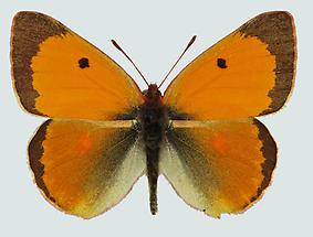 Orangeroter Heufalter (Colias myrmidone)