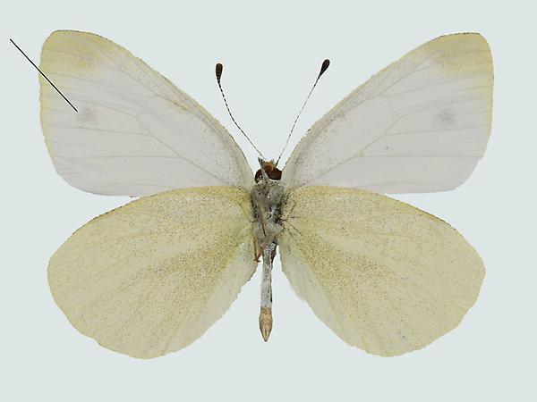 Pieris ergane, Männchen - Unterseite, Dalmatien, © Foto M. Lödl