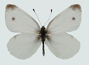 Pieris ergane Männchen